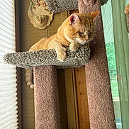 Munk is registered to the contest to win money with this photo: cat, orange_tabby, cat_tree, carpeted, indoor, window, blinds, curtains, wooden_wall, floral_decoration, pet, feline, resting, looking_outside, sunlight, cozy, domestic, home_interior, animal, relaxed