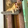 cat, orange_tabby, cat_tree, carpeted, indoor, window, blinds, curtains, wooden_wall, floral_decoration, pet, feline, resting, looking_outside, sunlight, cozy, domestic, home_interior, animal, relaxed