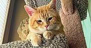 Munk joined the competition — help win amazing prizes! animal, carpeted, cat, cat_tree, cozy, cute, ears, feline, fur, home, indoor, orange_tabby, paw, pet, relaxed, resting, soft_light, texture, whiskers, window_light