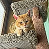 Munk joined the competition — help win amazing prizes! cat, orange_tabby, pet, animal, feline, indoor, cat_tree, carpeted, paw, window_light, relaxed, cute, ears, whiskers, soft_light, texture, home, cozy, resting, fur