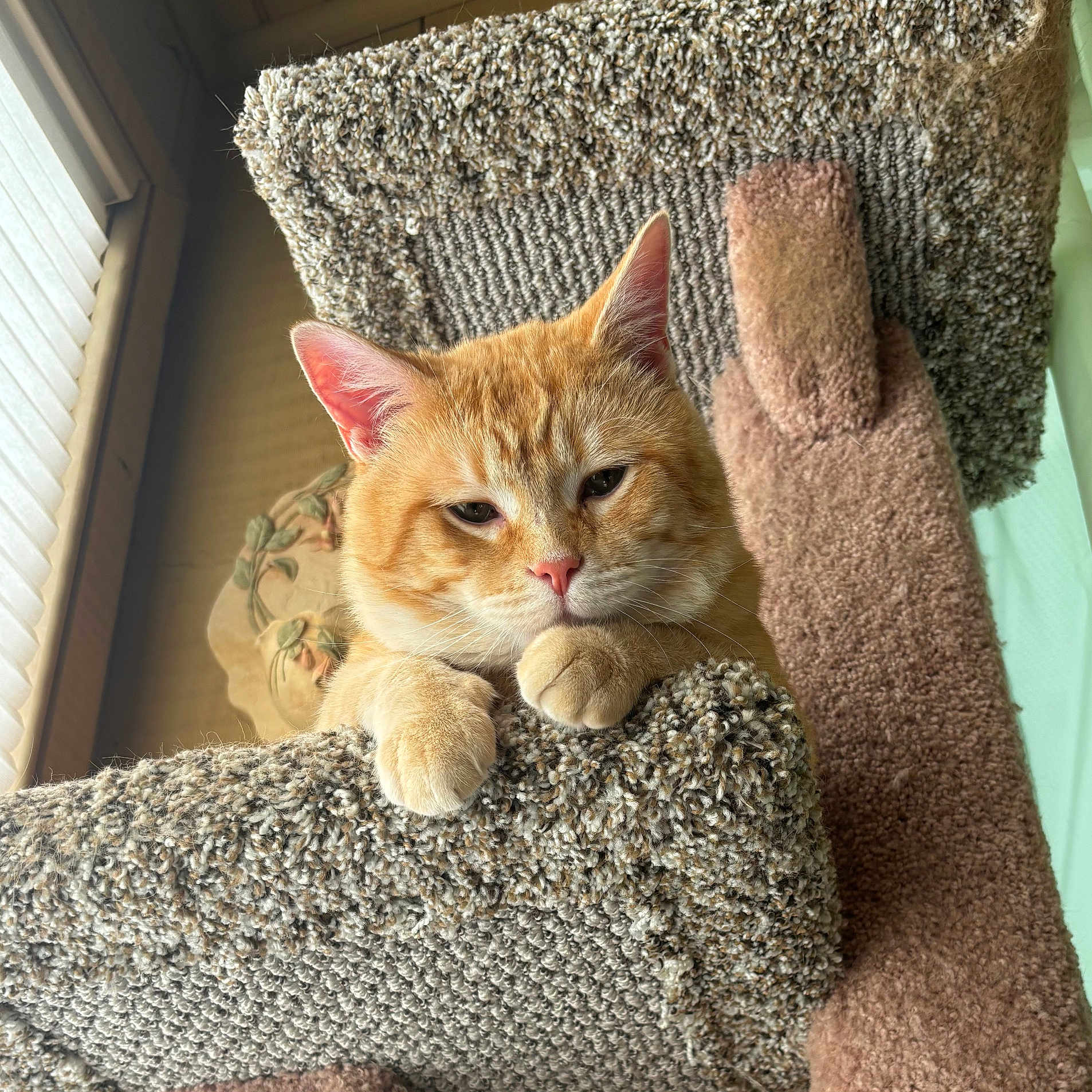 Munk joined the competition — help win amazing prizes! cat, orange_tabby, pet, animal, feline, indoor, cat_tree, carpeted, paw, window_light, relaxed, cute, ears, whiskers, soft_light, texture, home, cozy, resting, fur