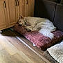 Pierre joined the competition — help win amazing prizes! dog, sleeping, indoor, cushion, wooden_floor, cabinet, sofa, pet, relaxing, fur, collar, home, cozy, natural_light, window_blinds, flooring, quiet, resting, domestic, living_room