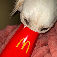 Pierre is registered to the contest to win money with this photo: dog, white_dog, snout, mcdonalds, fries_container, red, yellow_logo, blanket, pink_blanket, close_up, pet, animal, curious, cozy, indoor, fluffy_ear, sniffing, cute, playful, food_container