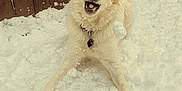 Pierre joined the competition — help win amazing prizes! dog, snow, playful, outdoor, wooden_fence, happy, pet, animal, winter, white_fur, collar, canine, nature, frozen, cold, joyful, paw, fur, smiling, fun