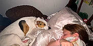 Harper is registered to the contest to win money with this photo: dog, person, sleeping, blanket, pillow, bed, indoor, rest, cozy, fur, collar, earrings, ring, bracelet, wall, bookshelf, headboard, plush, relaxation, nighttime