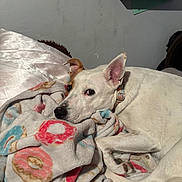 Harper is registered to the contest to win money with this photo: dog, white_dog, blanket, donut_pattern, bed, resting, indoor, cozy, relaxed, snuggling, ear, collar, furniture, book_shelf, wall, paw, napping, cute, pet, animal
