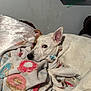 dog, white_dog, blanket, donut_pattern, bed, resting, indoor, cozy, relaxed, snuggling, ear, collar, furniture, book_shelf, wall, paw, napping, cute, pet, animal