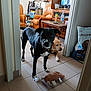 dog, black_dog, yellow_dog, toy, living_room, chair, furniture, tile_floor, dog_food, television, indoor, pet, canine, collar, stuffed_toy, relaxed, curious, home, domestic, floor