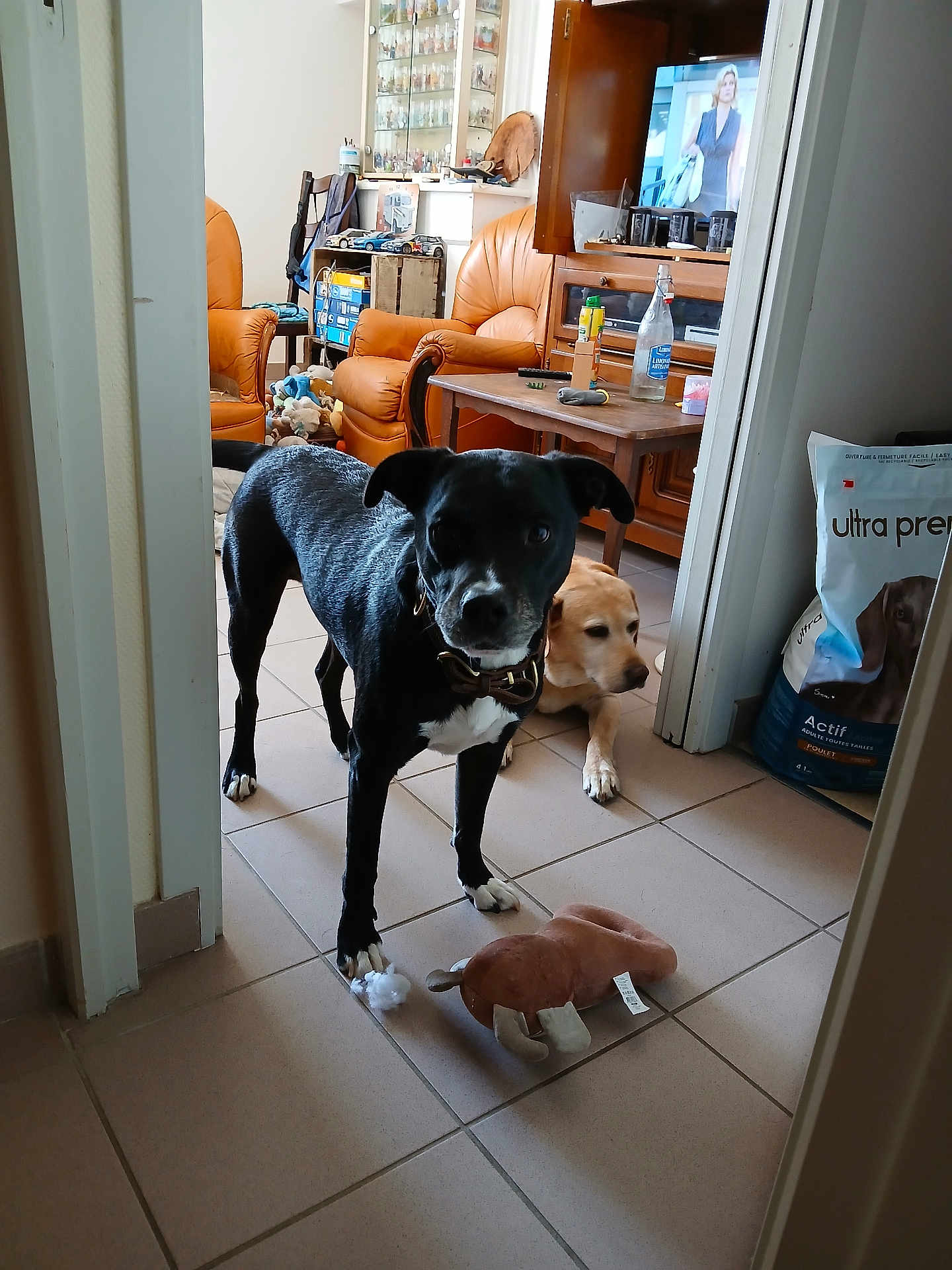 Snoopy participe au concours pour gagner de l'argent avec cette photo : dog, black_dog, yellow_dog, toy, living_room, chair, furniture, tile_floor, dog_food, television, indoor, pet, canine, collar, stuffed_toy, relaxed, curious, home, domestic, floor