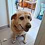 dog, indoor, smiling_dog, beige_dog, black_dog, armchair, table, tile_floor, pet_toys, dog_collar, doorway, dog_food_bag, living_room, happy, household_items, wooden_furniture, floor_tiles, pet, canine, home