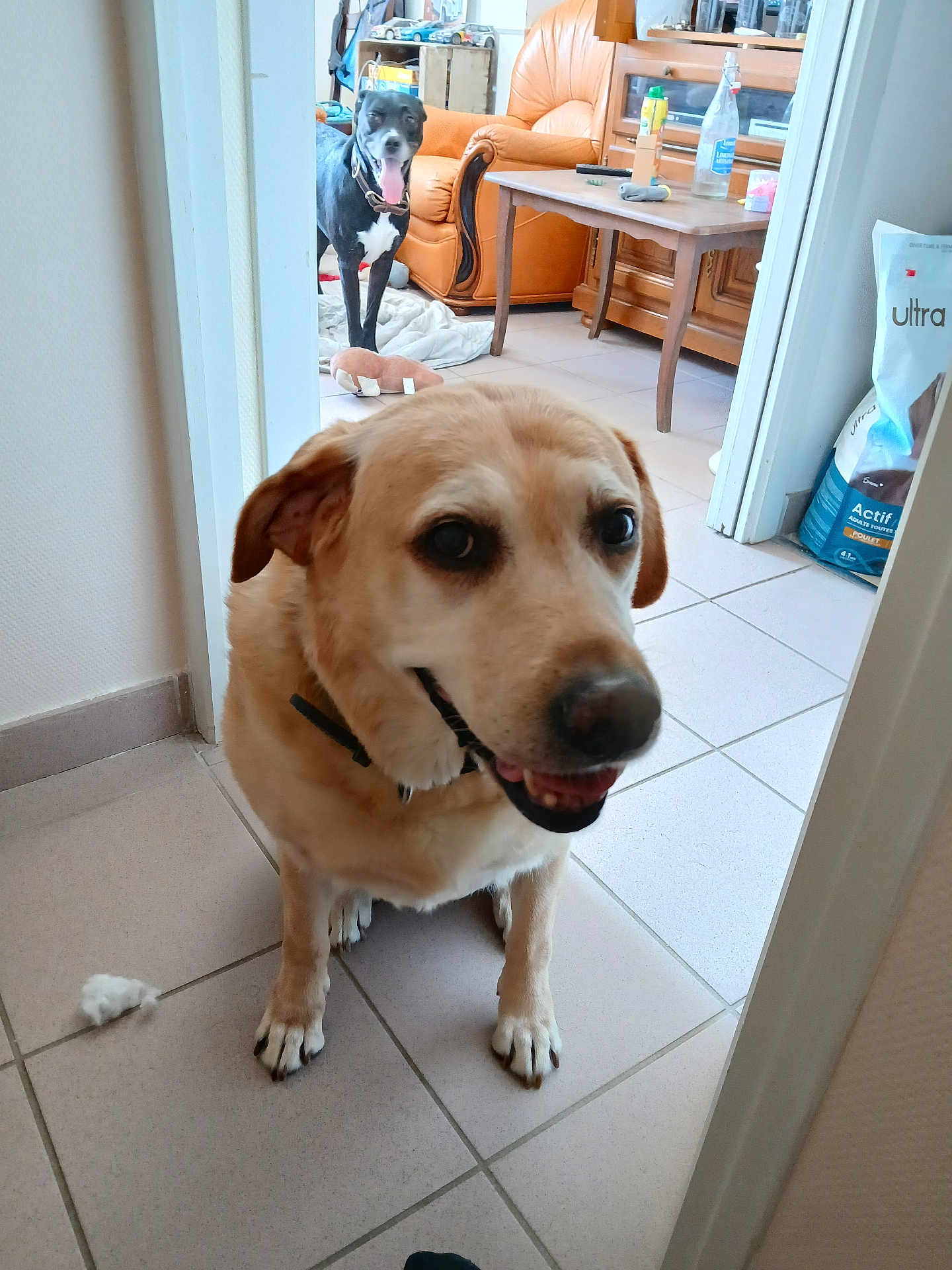 Loona