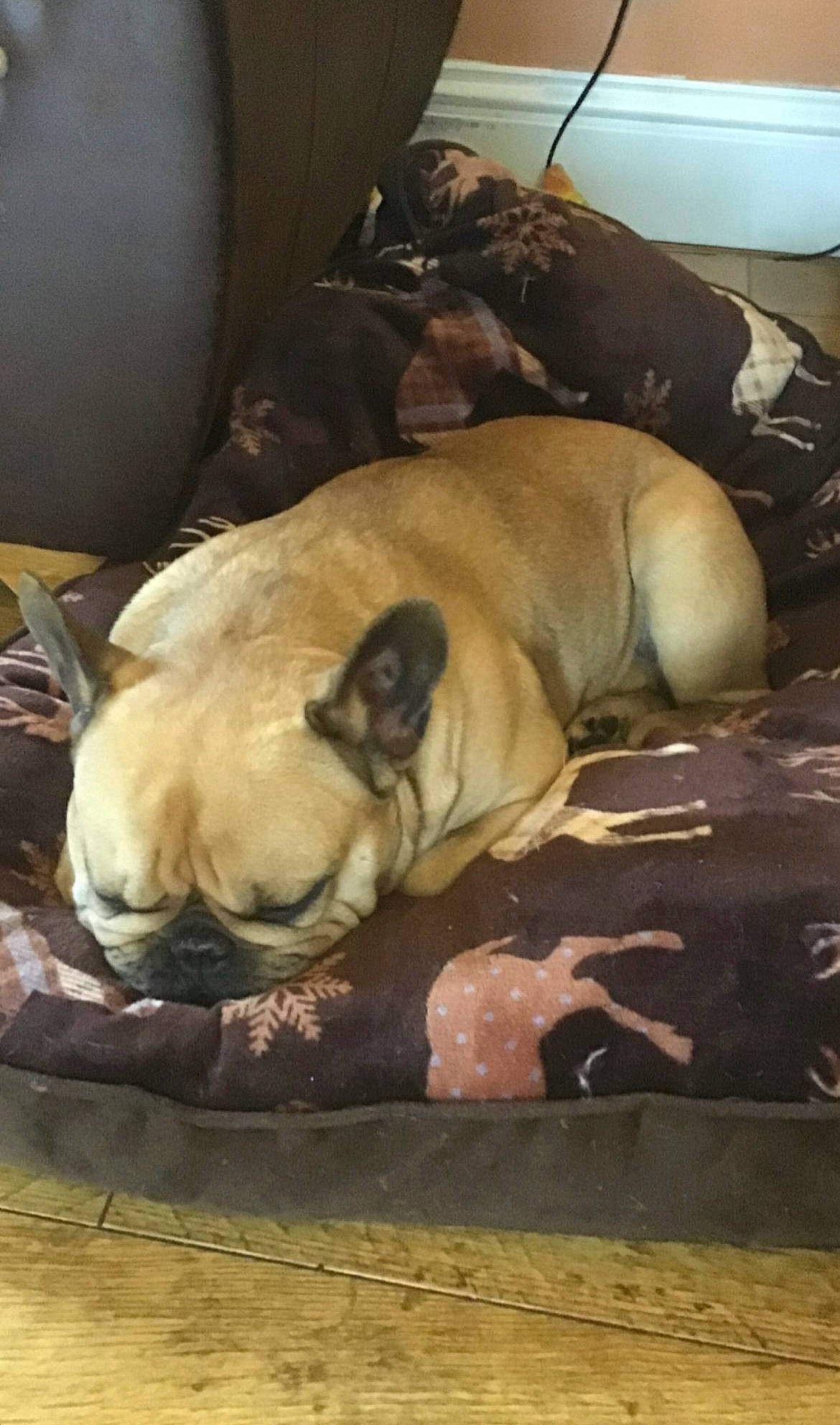 Odin is registered to the contest to win money with this photo: canidae, carnivore, comfort, companion_dog, dog, dog_breed, dog_supply, fawn, fur, guard_dog, hardwood, linens, nap, non_sporting_group, snout, sporting_group, terrestrial_animal, whiskers, working_animal, wrinkle