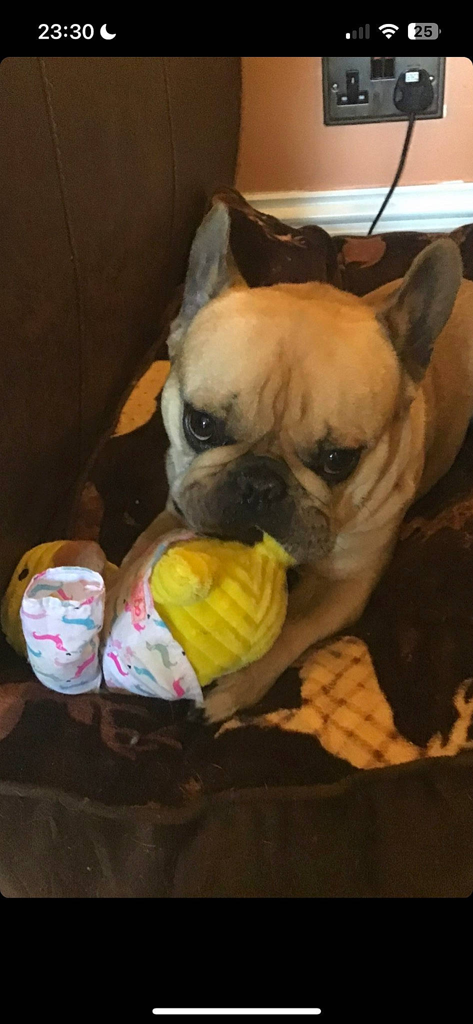 Odin is registered to the contest to win money with this photo: bulldog, canidae, carnivore, comfort, companion_dog, dog, dog_breed, dog_clothes, dog_supply, fawn, flooring, linens, pug, snout, sporting_group, terrestrial_animal, toy_dog, whiskers, working_animal, wrinkle