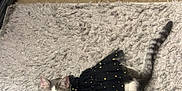 Gigi joined the competition — help win amazing prizes! animal, black_dress, carpet, cat, clothing, curious, cute, domestic, dress, ears, feline, fluffy_rug, indoor, pet, resting, rug, small, stars, tail, white_gray_cat