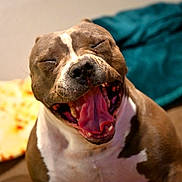 Halsey is registered to the contest to win money with this photo: blanket, brown_coat, close_up, couch, dog, domestic_animal, eyes_closed, fur, happy, indoor, nose, pet, pit_bull, portrait, shallow_depth_of_field, teeth, tongue_out, whiskers, white_chest, yawning