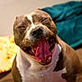 blanket, brown_coat, close_up, couch, dog, domestic_animal, eyes_closed, fur, happy, indoor, nose, pet, pit_bull, portrait, shallow_depth_of_field, teeth, tongue_out, whiskers, white_chest, yawning