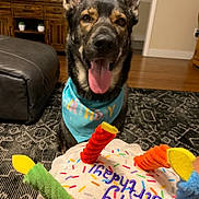 Jaxon joined the competition — help win amazing prizes! animal, bandana, birthday, birthday_cake_toy, canine, celebration, colorful, dog, domestic_animal, furniture, german_shepherd, happy, indoor, living_room, pet, rug, smiling, tongue_out, toy, wooden_floor
