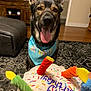 animal, bandana, birthday, birthday_cake_toy, canine, celebration, colorful, dog, domestic_animal, furniture, german_shepherd, happy, indoor, living_room, pet, rug, smiling, tongue_out, toy, wooden_floor