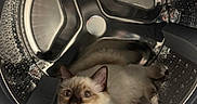 Willow participe au concours pour gagner de l'argent avec cette photo : cat, kitten, fluffy, long_hair, blue_point, sitting, lying_down, face, eyes, whiskers, ears, fur, indoor, washing_machine, laundry_appliance, metal, drum, front_loading, curious, portrait