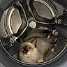 cat, kitten, fluffy, long_hair, blue_point, sitting, lying_down, face, eyes, whiskers, ears, fur, indoor, washing_machine, laundry_appliance, metal, drum, front_loading, curious, portrait