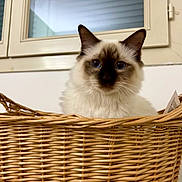 Willow participe au concours pour gagner de l'argent avec cette photo : cat, fluffy, blue_eyes, siamese, longhair, pet, animal, basket, wicker, indoors, window, portrait, frontal_view, sitting, fur, whiskers, ears, cozy, home_decor