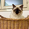 cat, fluffy, blue_eyes, siamese, longhair, pet, animal, basket, wicker, indoors, window, portrait, frontal_view, sitting, fur, whiskers, ears, cozy, home_decor