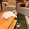 Willow a rejoint le concours — aidez-le/la à gagner de superbes lots ! cat, fluffy_cat, white_cat, cream_cat, blue_eyes, indoor, living_room, coffee_table, sofa, armchair, carpet, cushions, remote_control, cat_toy, feather_toy, cat_wand, wooden_furniture, houseplant, cozy, portrait