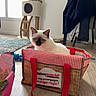Willow a rejoint le concours — aidez-le/la à gagner de superbes lots ! cat, cats, kitten, blue_eyes, seal_point, fur, animal, pet, sitting, basket, picnic_basket, wicker, red, gingham, cat_tree, indoors, living_room, wooden_floor, window, clothing