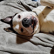 Ice joined the competition — help win amazing prizes! dog, pet, lying_down, blanket, white_fur, black_spots, indoor, cute, happy, playful, animal, canine, smiling, nose, ears, fur, teeth, close_up, resting, cozy