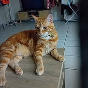 Simba a rejoint le concours — aidez-le/la à gagner de superbes lots ! animal, bell, cat, clothing_rack, collar, ears, eyes, feline, ginger_cat, indoor, living_room, lounging, lying_down, orange_tabby, pet, striped_fur, table, television, whiskers, white_chest