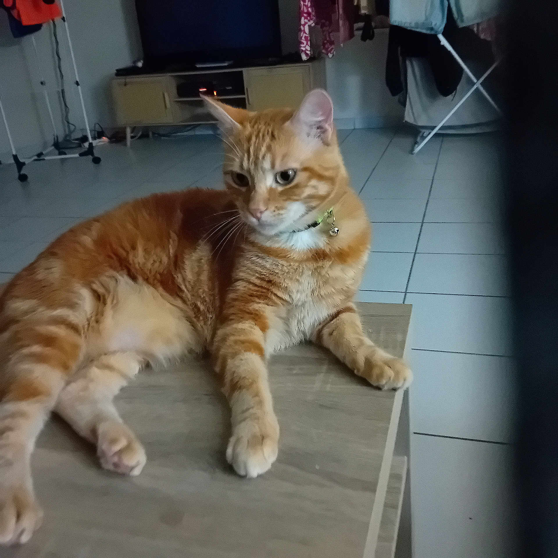 Simba