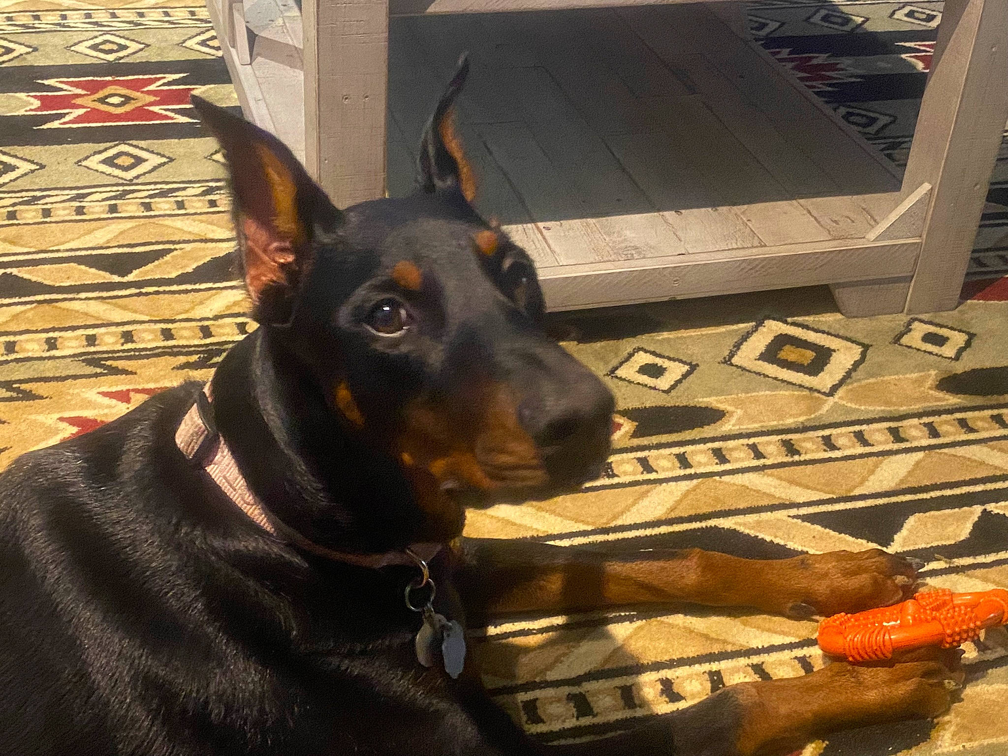 Sadie joined the competition — help win amazing prizes! canidae, carnivore, collar, companion_dog, dobermann, dog, dog_breed, dog_collar, dog_supply, fawn, flooring, fur, guard_dog, metal, pinscher, sporting_group, whiskers, wood, working_animal, working_dog