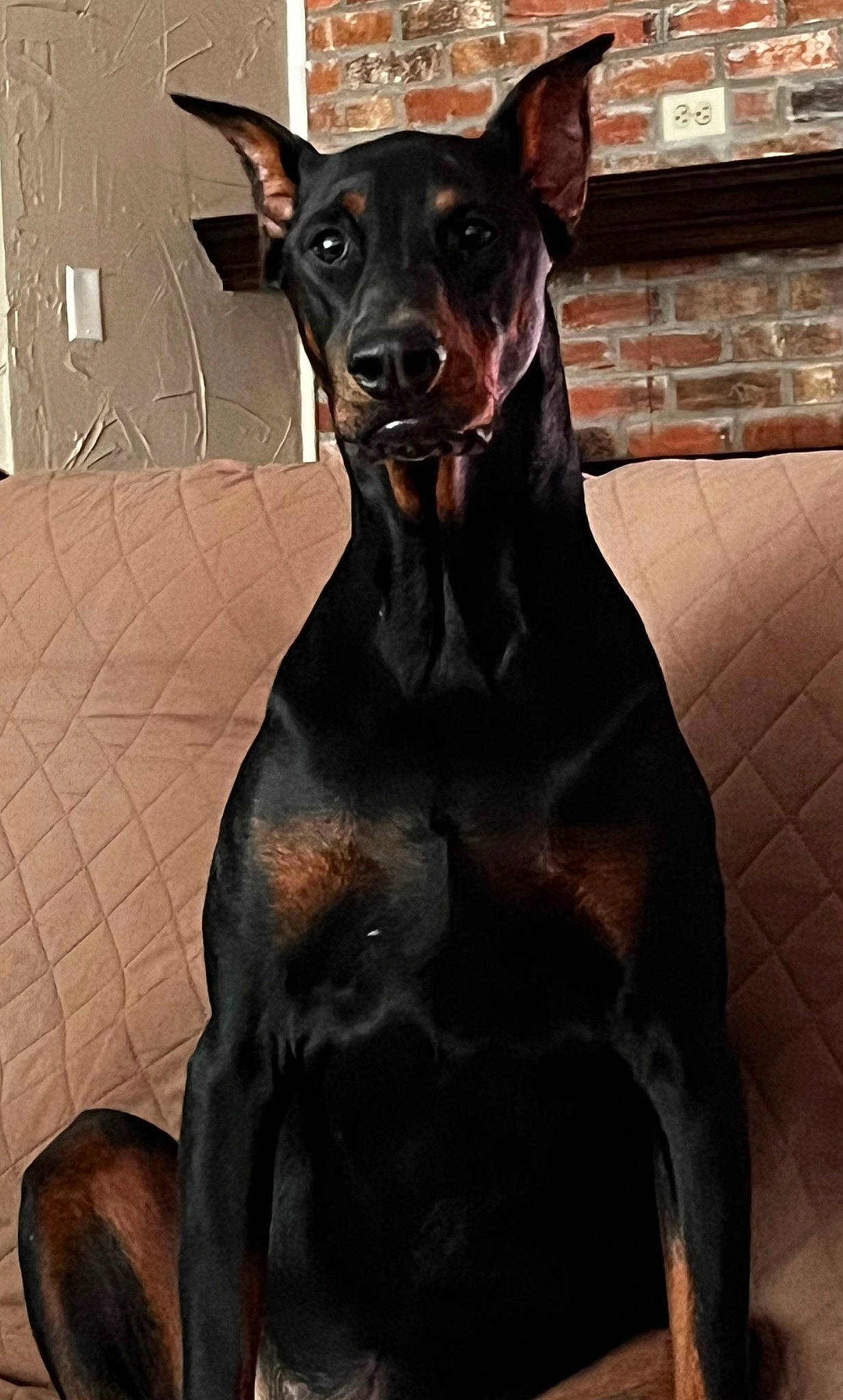 Sadie is registered to the contest to win money with this photo: brown, canidae, carnivore, collar, companion_dog, dog, dog_breed, ear, fawn, guard_dog, liver, non_sporting_group, pet_supply, snout, terrestrial_animal, toy_dog, whiskers, working_animal, working_dog