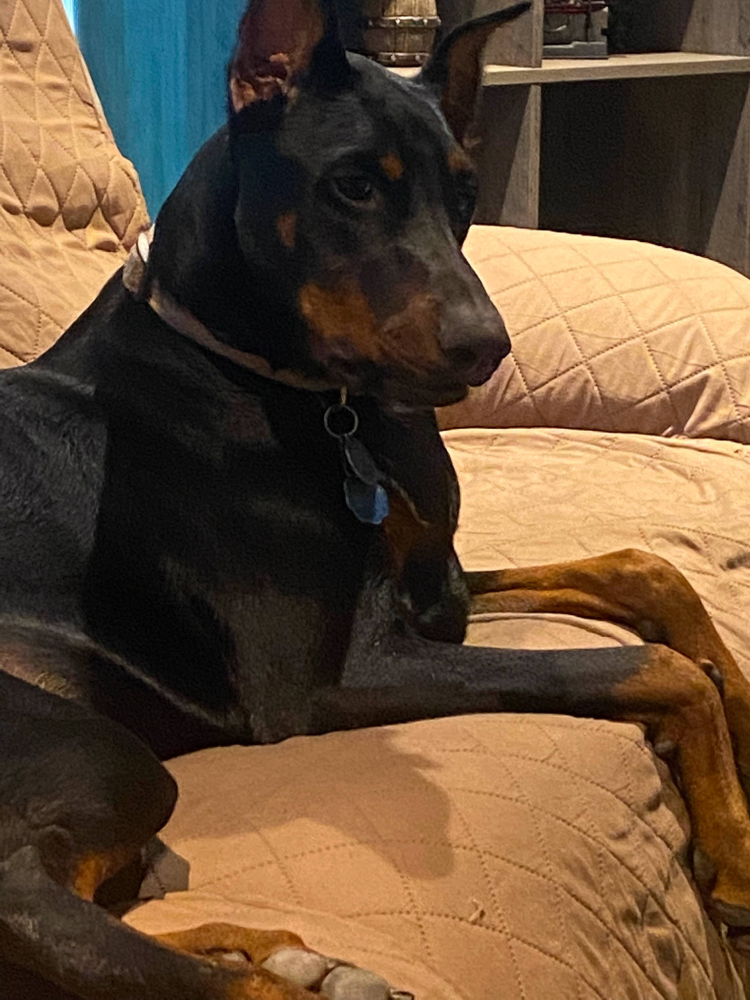 Sadie joined the competition — help win amazing prizes! brown, canidae, carnivore, collar, comfort, companion_dog, dobermann, dog, dog_breed, dog_collar, dog_supply, fawn, guard_dog, pinscher, snout, sporting_group, tints_and_shades, whiskers, working_animal, working_dog