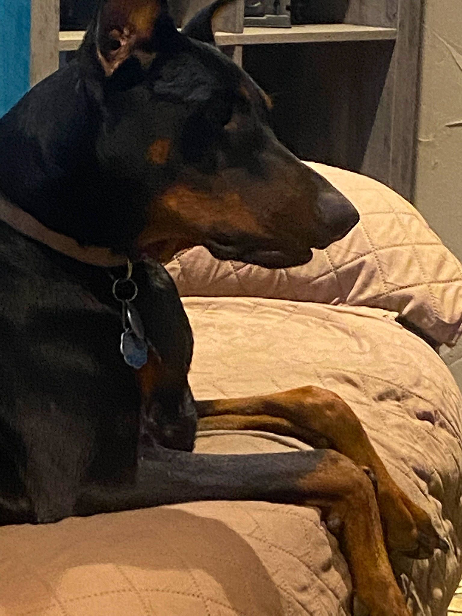 Sadie is registered to the contest to win money with this photo: art, canidae, carnivore, collar, comfort, companion_dog, dobermann, dog, dog_breed, dog_collar, fawn, landscape, pet_supply, snout, sporting_group, tints_and_shades, whiskers, wood, working_animal, working_dog