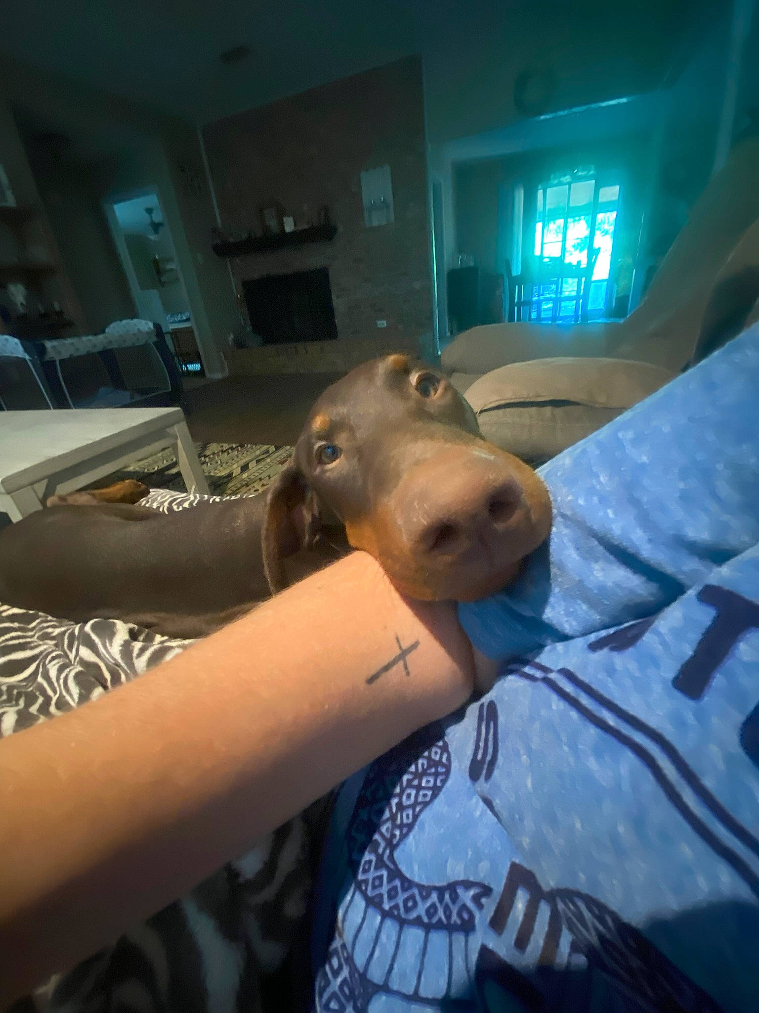 Jax is registered to the contest to win money with this photo: abdomen, chest, companion_dog, dog_breed, elbow, fawn, flesh, fun, fur, gesture, human_leg, jaw, picture_frame, room, selfie, sporting_group, t_shirt, tattoo_artist, whiskers, wrist