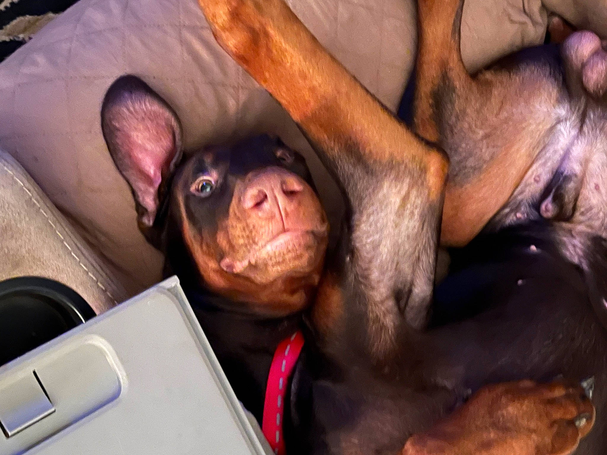 Jax is registered to the contest to win money with this photo: canidae, carnivore, comfort, companion_dog, dog, dog_breed, ear, fawn, foot, fur, gesture, guard_dog, liver, snout, sporting_group, toy_dog, vertebrate, whiskers, working_animal, wrinkle