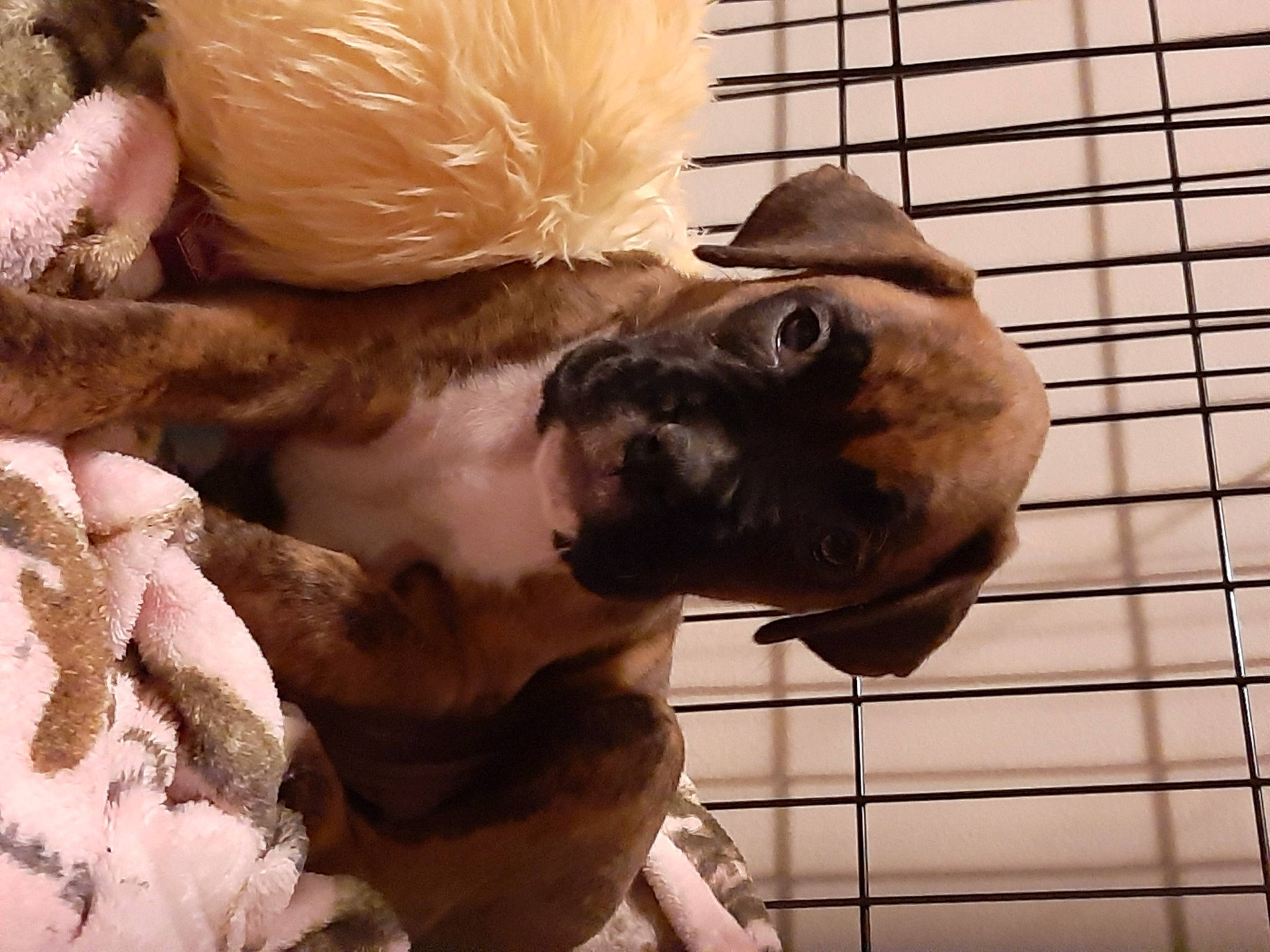 Nala is registered to the contest to win money with this photo: carnivore, collar, companion_dog, dog, dog_breed, fawn, felidae, fur, liver, mammal, mesh, pet_supply, selfie, small_to_medium_sized_cats, snout, sporting_group, tail, vertebrate, whiskers, working_animal