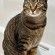 Adimar is registered to the contest to win money with this photo: alert, animal, cat, clean_background, close_up, curious, cute, domestic_animal, ears, feline, fur, household, indoor, pet, portrait, sitting, striped, tabby_cat, whiskers, white_surface