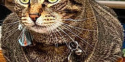 Adimar is registered to the contest to win money with this photo: alert, animal, bell, cat, close_up, collar, cute, domestic_cat, feline, fur, green_eyes, household, indoor, mammal, pet, portrait, sitting, tabby_cat, whiskers, wooden_surface