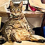Adimar is registered to the contest to win money with this photo: animal, cat, chair, collar, cute, domestic, ears, feline, fur, household, indoor, mammal, paws, pet, relaxed, sitting, tabby, table, tag, whiskers