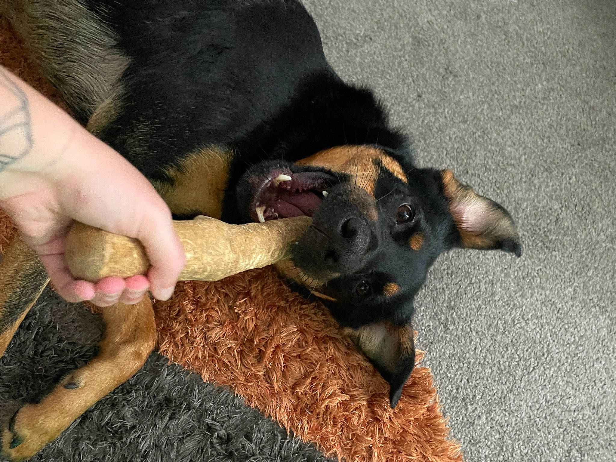 Jay joined the competition — help win amazing prizes! canidae, carnivore, comfort, companion_dog, dog, dog_breed, ear, fawn, foot, fur, gesture, guard_dog, nail, paw, pinscher, snout, sporting_group, toy_dog, working_animal, wrist