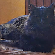 Ruby a rejoint le concours — aidez-le/la à gagner de superbes lots ! cat, black_cat, fluffy, indoors, wooden_surface, relaxed, pet, animal, feline, fur, resting, cozy, home, domestic, tail, whiskers, eyes, quiet, still, warm_lighting