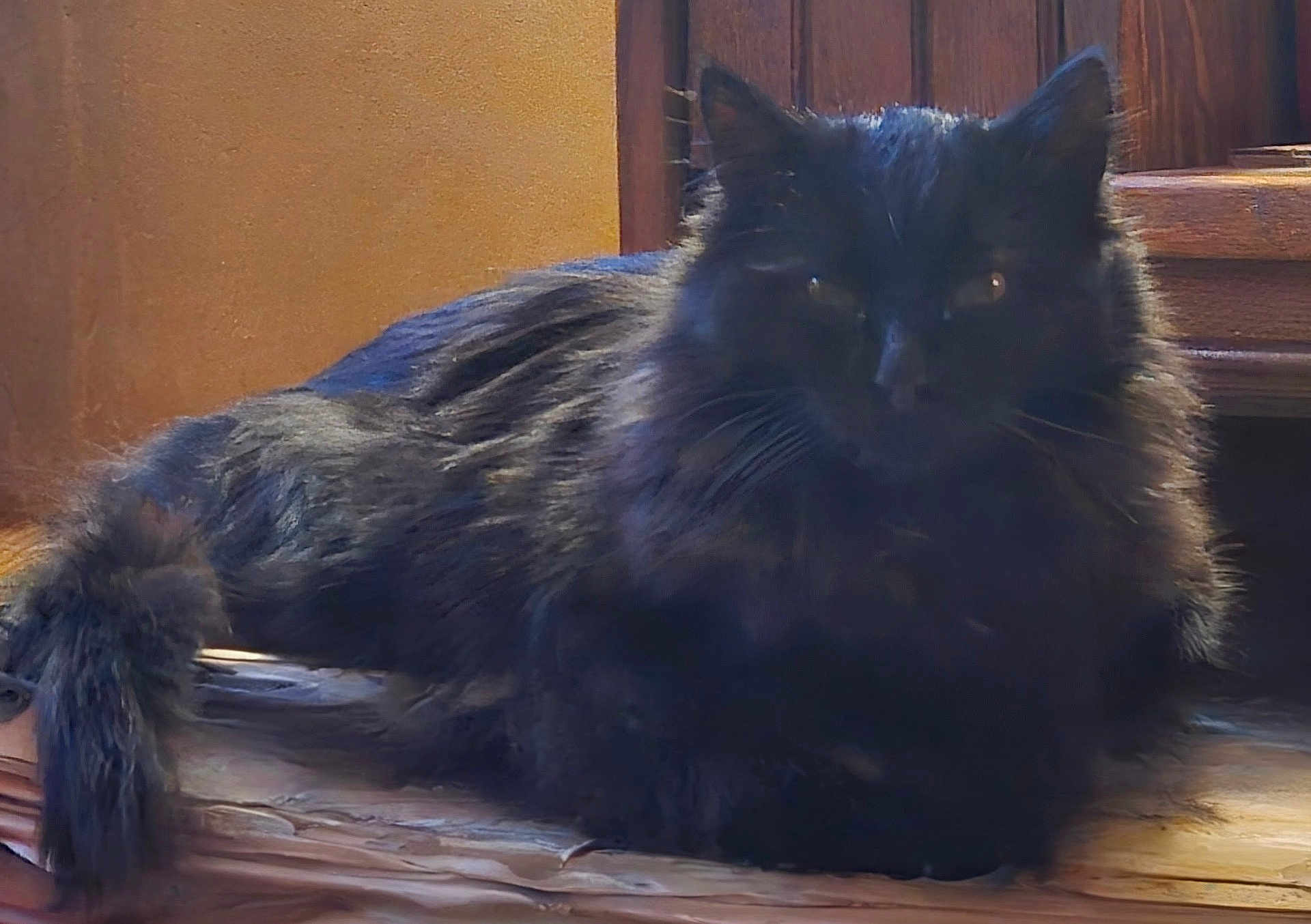 Ruby a rejoint le concours — aidez-le/la à gagner de superbes lots ! cat, black_cat, fluffy, indoors, wooden_surface, relaxed, pet, animal, feline, fur, resting, cozy, home, domestic, tail, whiskers, eyes, quiet, still, warm_lighting