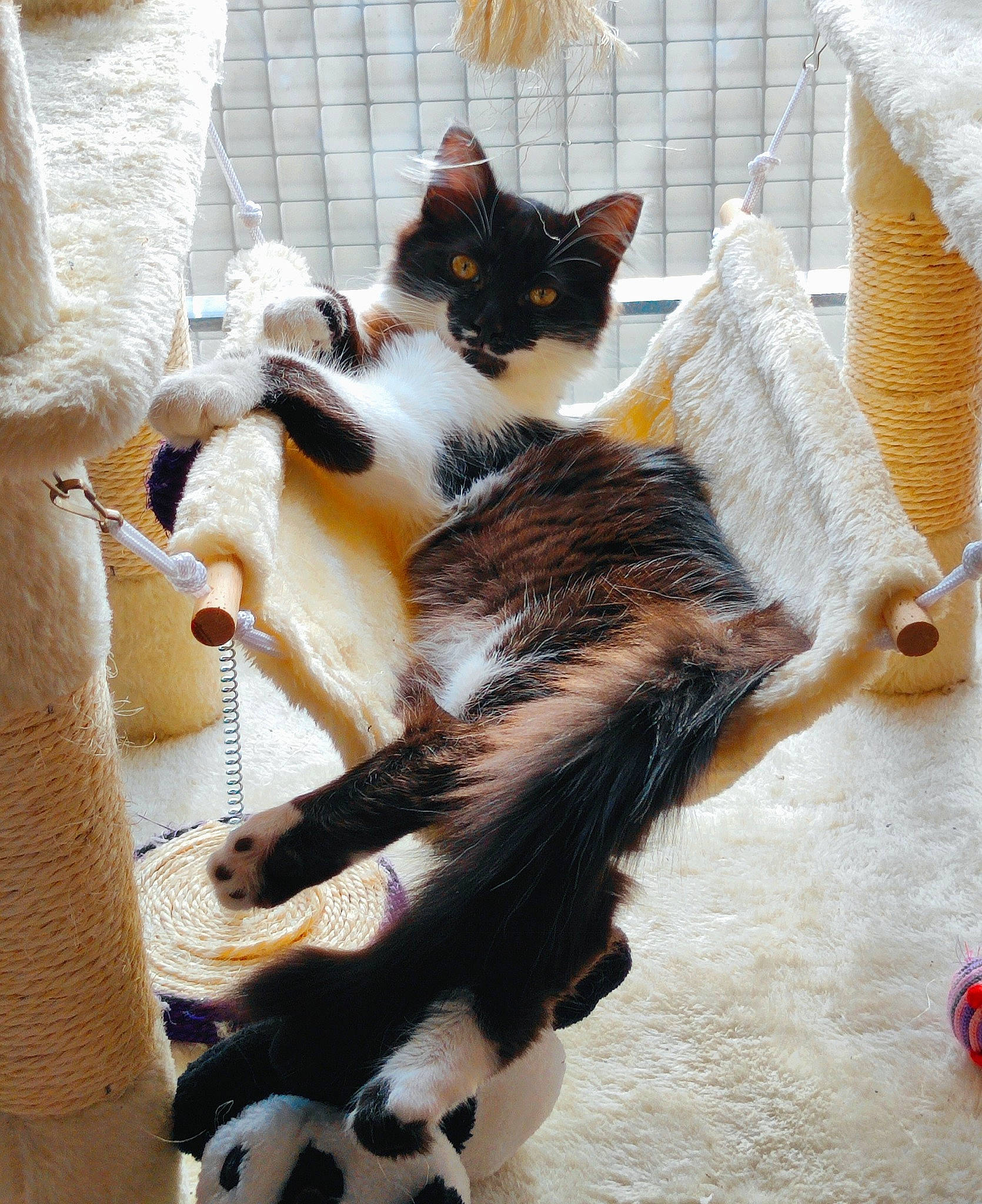 Eliot participe au concours pour gagner de l'argent avec cette photo : carnivore, cat, comfort, companion_dog, domestic_short_haired_cat, fawn, felidae, floor, flooring, fur, grey, hardwood, linens, mammal, room, small_to_medium_sized_cats, tail, vertebrate, whiskers, wood