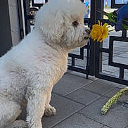 Jelly is registered to the contest to win money with this photo: animal, curious, daylight, dog, flower, fluffy, gate, gloved_hand, metal_gate, nature, outdoor, patio, pavement, pet, plant, quiet, side_view, sniffing, white, yellow_flower