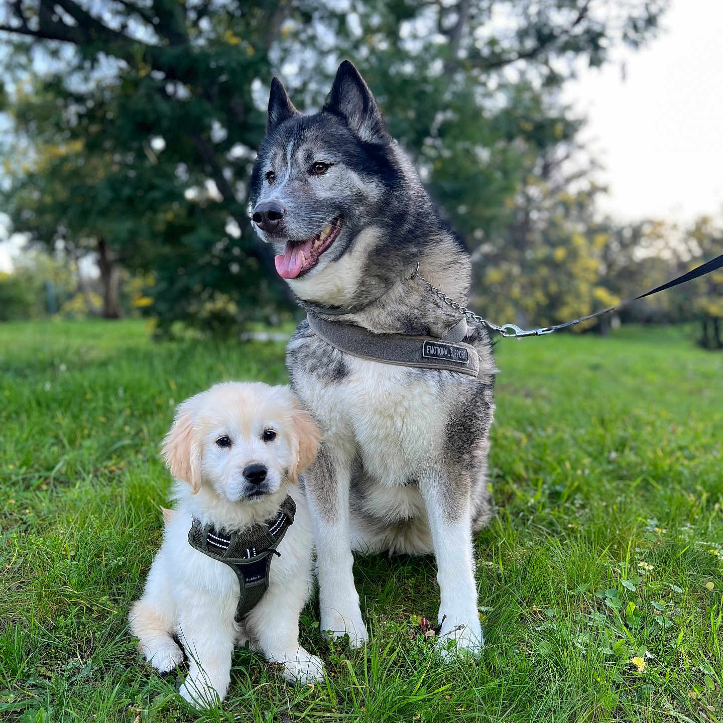 Naia-Venus a rejoint le concours — aidez-le/la à gagner de superbes lots ! animal, canine, dog, eskimodog, field, goldenretriever, grass, grassland, husky, lawn, nature, outdoors, park, pet, plant, puppy, tree, vegetation, whitedog, yard