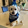 dog, birthday, party_hat, bandana, birthday_boy, number_14, flowers, bouquet, table, indoors, portrait, white_dog, fluffy, sitting, celebration, home, dining_room, decorations, pet, close_up