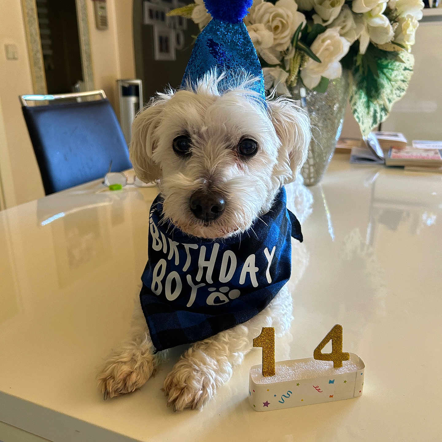 Helliot participe au concours pour gagner de l'argent avec cette photo : dog, birthday, party_hat, bandana, birthday_boy, number_14, flowers, bouquet, table, indoors, portrait, white_dog, fluffy, sitting, celebration, home, dining_room, decorations, pet, close_up
