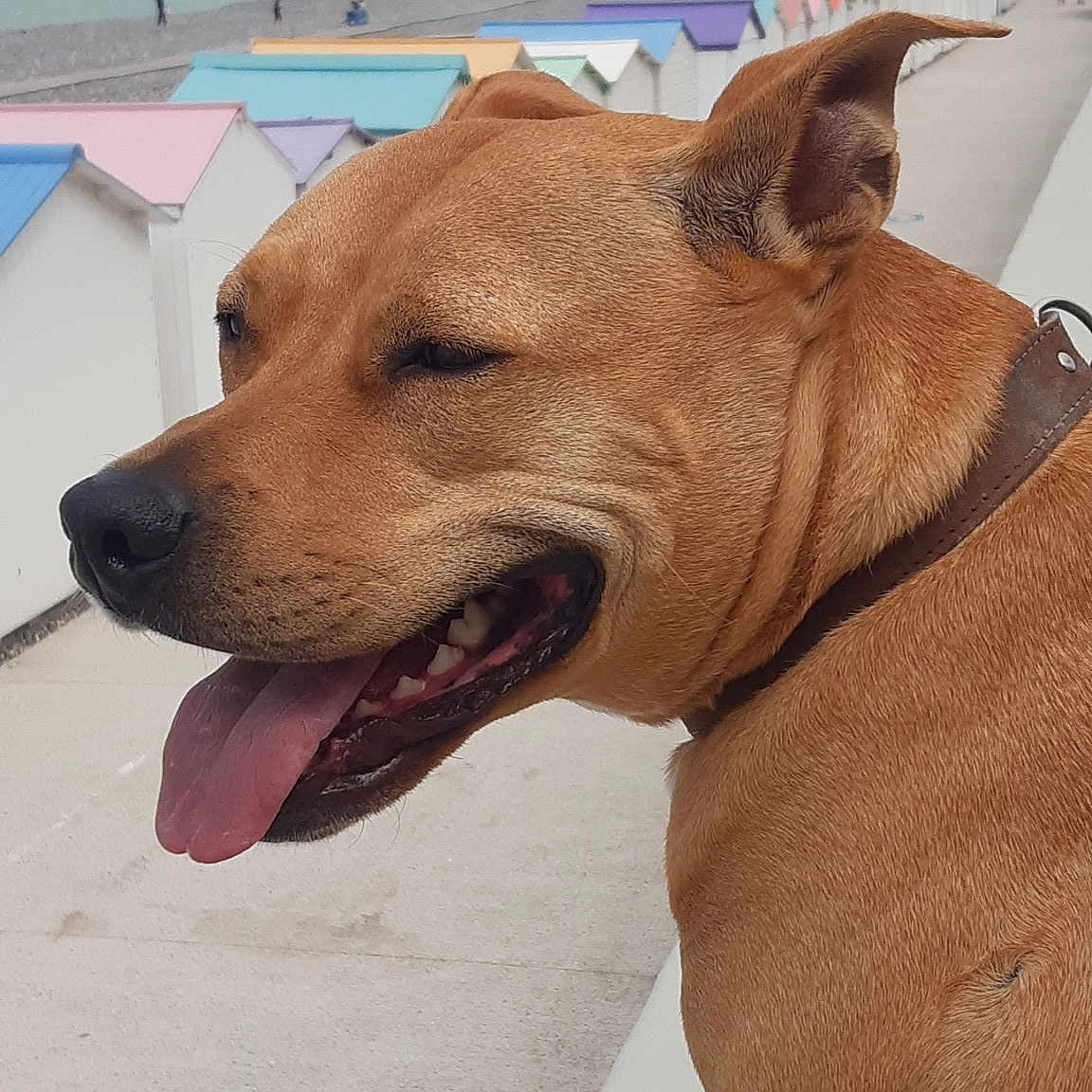 Maya